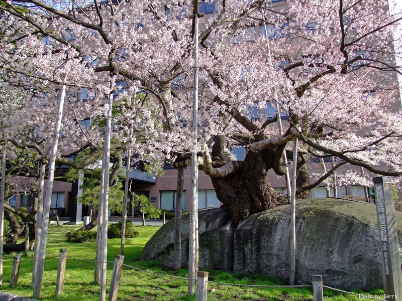 石割桜