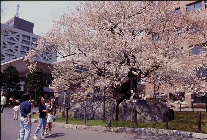 石割桜３