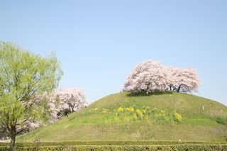 埼玉桜gyouda